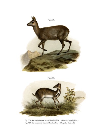 कस्तूरी मृग, 1860 द्वारा जर्मन स्कूल