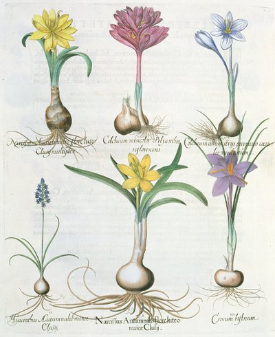 Narcissi, Crocuses and Hyacinth: 1.Narcissus शरद ऋतु; 2. हायसिंथस शरद ऋतु; 3. क्रोकम बाइफ्लोरम; 4. कल्चियम एल्बम; 5. कोलेचियम वर्सीकोलर; 6. नार्सिसस शरद ऋतु, हॉर्टस आइस्टेटेंसिस से बा द्वारा जर्मन स्कूल