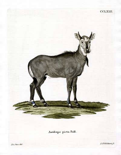 नीलगाय (रंगीन उत्कीर्णन) द्वारा जर्मन स्कूल