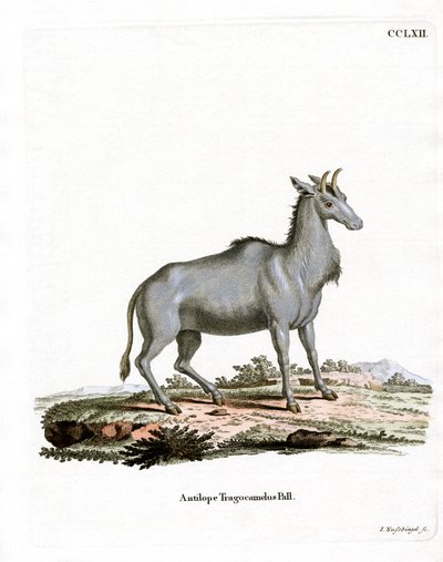 नीलगाय (रंगीन उत्कीर्णन) द्वारा जर्मन स्कूल