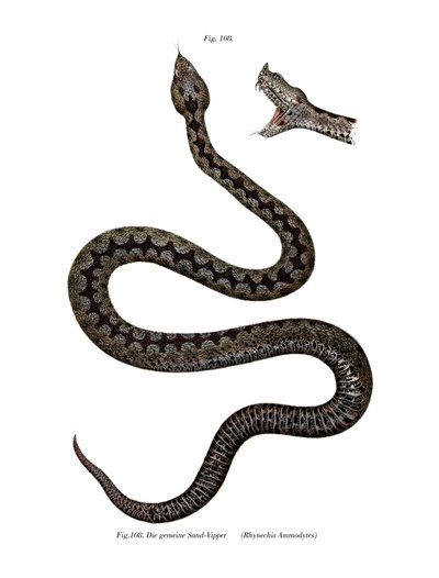 नाक-सींग वाले वाइपर (रंग लिथो) द्वारा जर्मन स्कूल