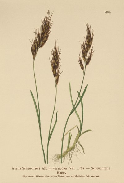 ओट-ग्रास (Avena Scheuchzeri, Avena versicolor, Avena alpina) द्वारा जर्मन स्कूल