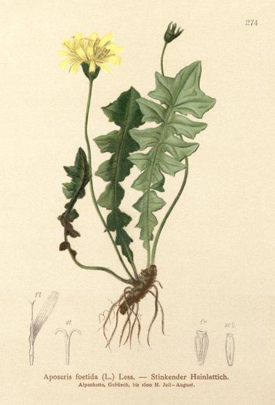 गंध सुअर का सलाद (Aposeris foetida) द्वारा जर्मन स्कूल