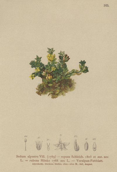 पीला Stonecrop (Sedum alpestre, हरी लाल ग्रीन रेंगने) द्वारा जर्मन स्कूल