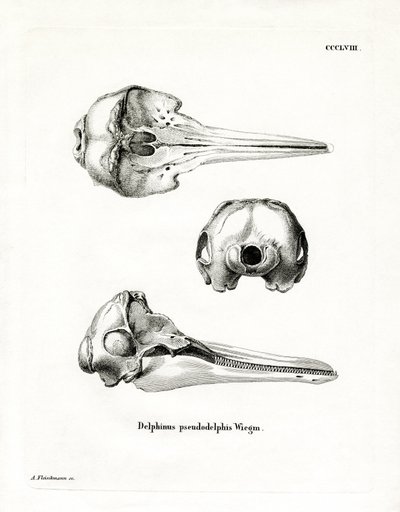 पैंट्रोपिकल स्पॉटेड डॉल्फिन खोपड़ी (रंगीन उत्कीर्णन) द्वारा जर्मन स्कूल
