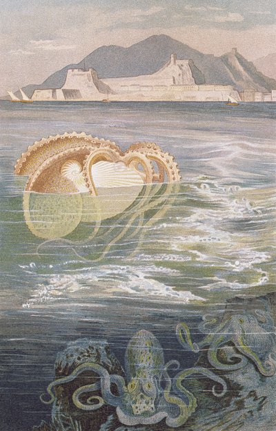 पेपर Nautilus, Brehms Tierleben से रिकॉर्ड: ऑलजेमाइन कुंडे डेस टियरिच, vol.10, p.273, Bibliographisches Institut, 1893 द्वारा प्रकाशित द्वारा जर्मन स्कूल