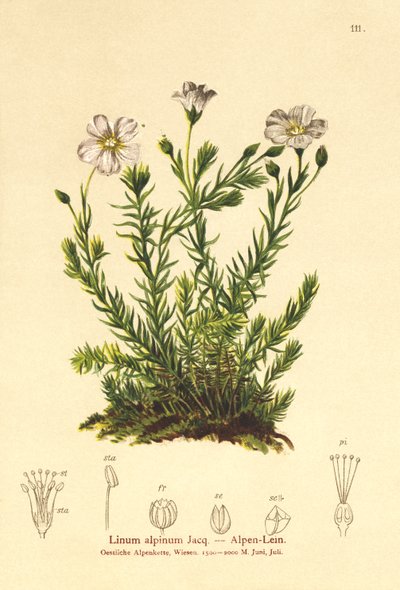 बारहमासी सन (Linum Alpena, Linum perenne) द्वारा जर्मन स्कूल