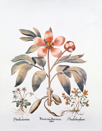 गुलाबी Peony (हाथ से रंग उत्कीर्णन) द्वारा जर्मन स्कूल