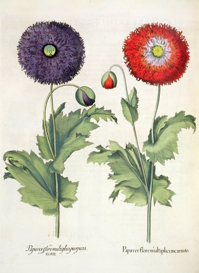 पॉपीज़: 1.Papaver कई मांस खिलते हैं; 2.Papaver कई बैंगनी फूल, तुलसी Besler (1561-1629), पब से Eystettensis से। 1613 द्वारा German School