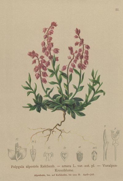 Prealpine Milkwort (पोलीगला अल्प्रिस्टिस, पोलीगला अमारा var। Aut। Pl।, Polygala brachyptera) द्वारा जर्मन स्कूल