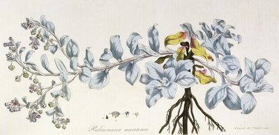 पुलमोनारिया मैरिटिमा, 1785-1788 द्वारा जर्मन स्कूल