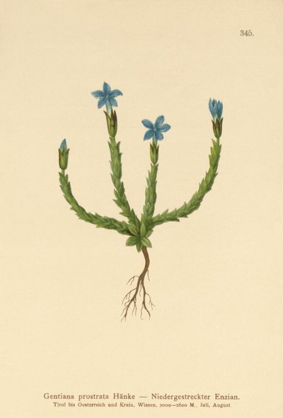 बौना किरात (Gentiana prostrata) द्वारा जर्मन स्कूल