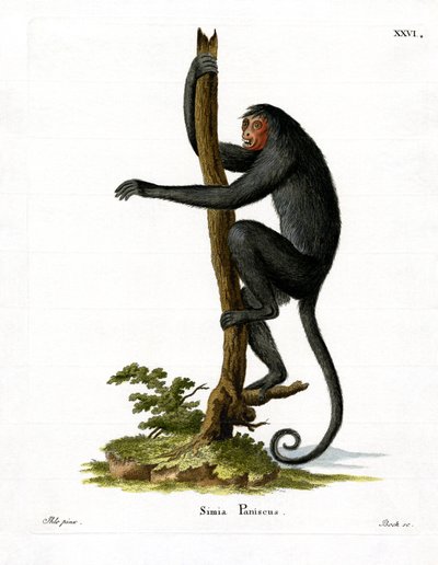 लाल चेहरे वाला मकड़ी बंदर (रंगीन उत्कीर्णन) द्वारा जर्मन स्कूल