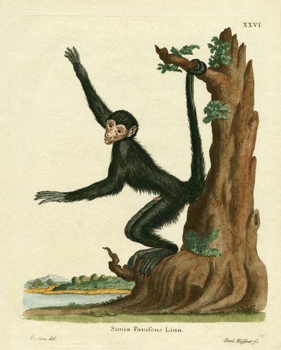 लाल चेहरे वाला मकड़ी बंदर (रंगीन उत्कीर्णन) द्वारा जर्मन स्कूल