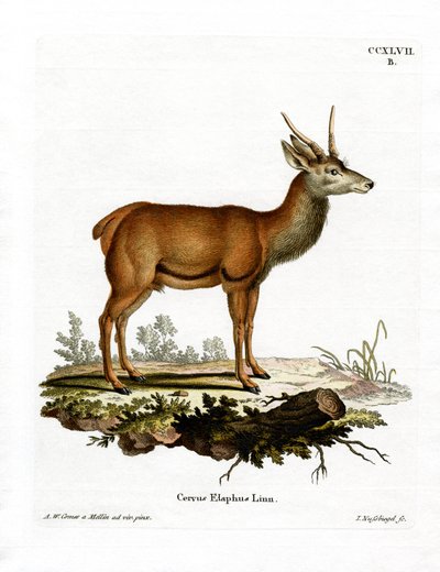 लाल हिरण (रंगीन उत्कीर्णन) द्वारा जर्मन स्कूल
