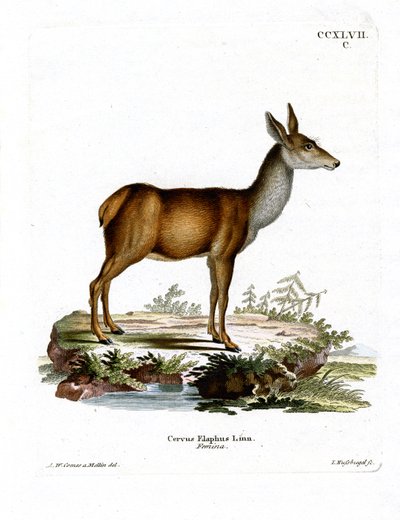 लाल हिरण (रंगीन उत्कीर्णन) द्वारा जर्मन स्कूल