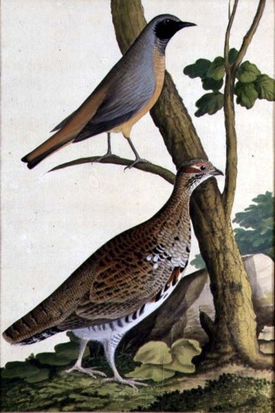 रेडस्टार्ट (फीनिकुरस फोनीकुरस) और हेज़ल हेन, c.1740 (कागज पर पानी के रंग का) द्वारा जर्मन स्कूल