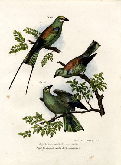 रोलर, 1864 द्वारा जर्मन स्कूल