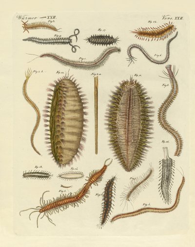 Seaworms द्वारा जर्मन स्कूल