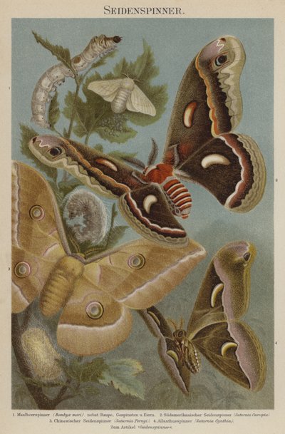 Silkmoths द्वारा जर्मन स्कूल