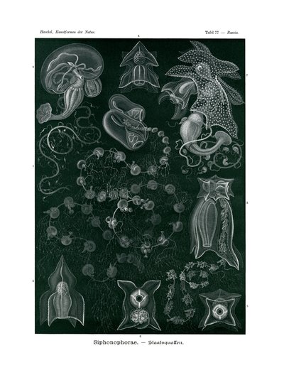 सिफोनोफोरा, 1899-1904 द्वारा जर्मन स्कूल