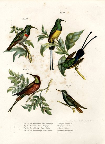 दक्षिणी डबल-कॉलर सनबर्ड, 1864 द्वारा जर्मन स्कूल