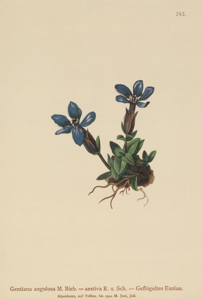स्प्रिंग किरात (Gentiana वसंत, Geniiana कोणीय, Geniiana ग्रीष्मकालीन) द्वारा जर्मन स्कूल