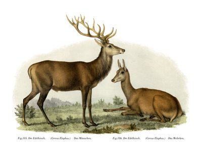 स्टैग, 1860 द्वारा जर्मन स्कूल