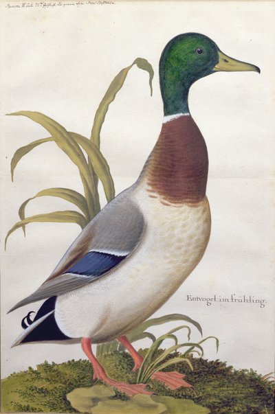 एक मैलार्ड बतख का अध्ययन, c.1790 (कागज पर गौचे के साथ wc) द्वारा German School