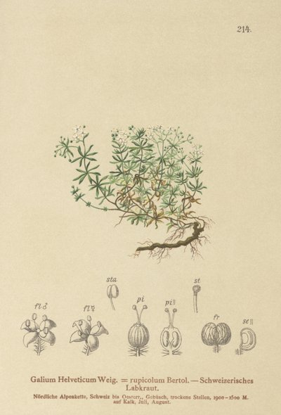 स्विस Bedstraw (Galium Helveticum रुबिया rupicolum, रुबिया megalospermum) द्वारा जर्मन स्कूल
