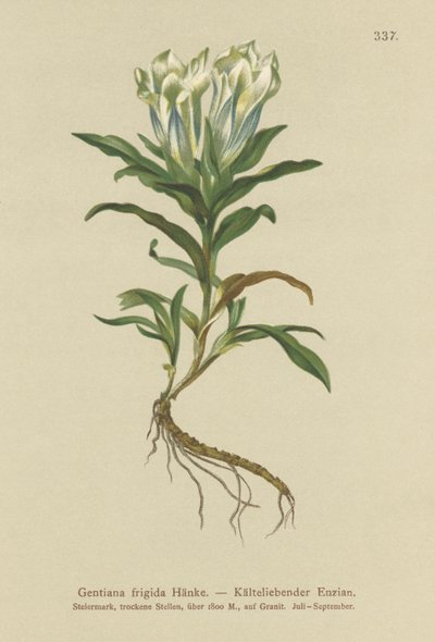 टौएर्न किरात (Gentiana ठंड) द्वारा जर्मन स्कूल