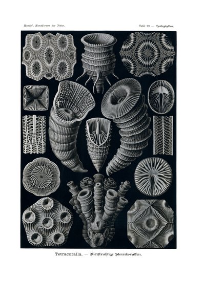 टेट्राकोराला, 1899-1904 द्वारा जर्मन स्कूल