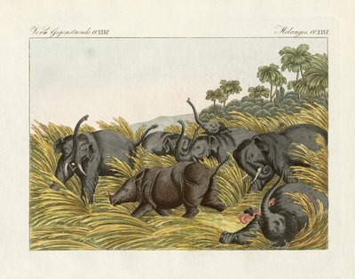 हाथियों के साथ गैंडे की लड़ाई (रंगीन उत्कीर्णन) द्वारा जर्मन स्कूल