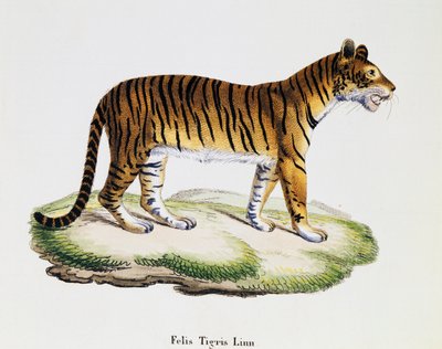 टाइगर (फेलिस टाइग्रिस), जोहान क्रिश्चियन डैनियल वॉन श्रेबर (1739-1810) द्वारा वर्णन के साथ प्रकृति से चित्रित स्तनधारियों से, ए फ्लेशमैन द्वारा ड्राइंग के बाद आईसी बॉक द्वारा उत्कीर्ण, खंड 3, तालिका 98 ए, जर्मनी द्वारा जर्मन स्कूल