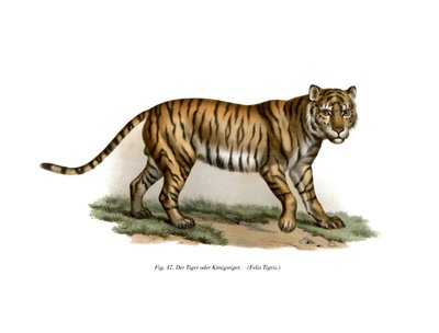बाघ, 1860 द्वारा जर्मन स्कूल