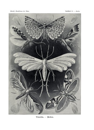 टिनेडा, 1899-1904 द्वारा जर्मन स्कूल