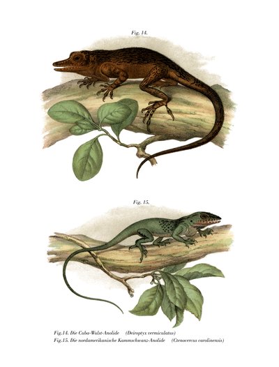 Vinales Anole (रंग लिथो) द्वारा जर्मन स्कूल