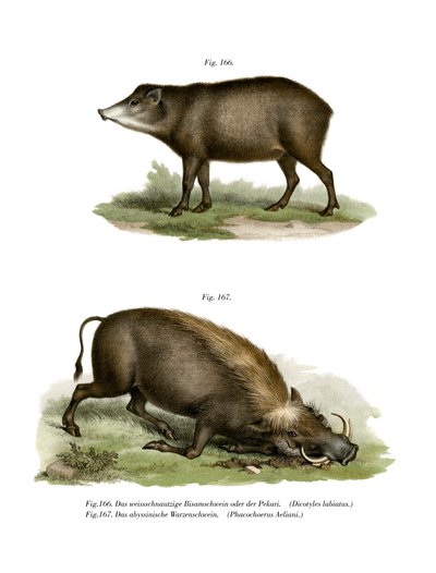 वर्थोग, 1860 द्वारा जर्मन स्कूल