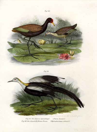 वॉटल्ड जैकाना, 1864 द्वारा जर्मन स्कूल