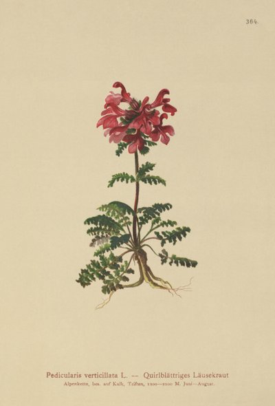 Whorled Lousewort (Pedicularis verticillata) द्वारा जर्मन स्कूल