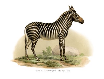 ज़ेबरा, 1860 द्वारा जर्मन स्कूल
