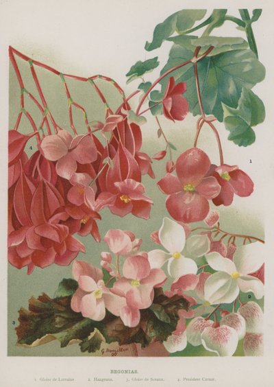 begonias द्वारा गर्ट्रूड हैमिल्टन
