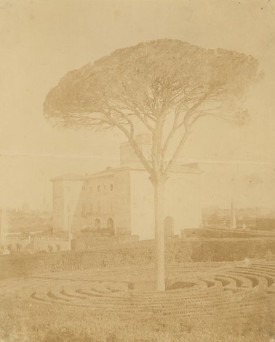 [पेड़ इन फॉर्मल गार्डन आउटसाइड पलाज्जो], 1860-70 के दशक। द्वारा जियाकोमो कैनेवा