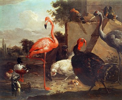 विभिन्न पक्षी द्वारा Gillis Claesz d