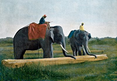 हाथियों ने एक लॉग को स्थानांतरित किया, सीलोन, c1890 द्वारा Gillot