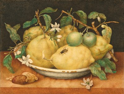 सिट्रों के बाउल के साथ स्टिल लाइफ, c.1640 (वेल्लम पर तापमान) द्वारा जियोवाना गार्ज़ोनी