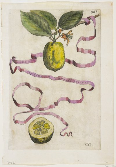 नारंगी Limonis ही Effigle, संध्या का तारा, 1646 से द्वारा जियोवन्नी बतिस्ता फेरारी