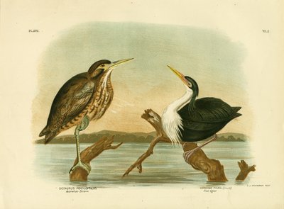 ऑस्ट्रेलियाई बिटर्न, 1891 द्वारा ग्रेसियस ब्रोइनोवस्की
