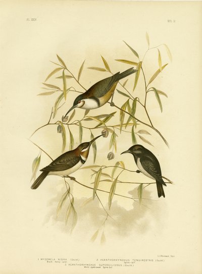 ब्लैक हनीटर, 1891 द्वारा ग्रेसियस ब्रोइनोवस्की