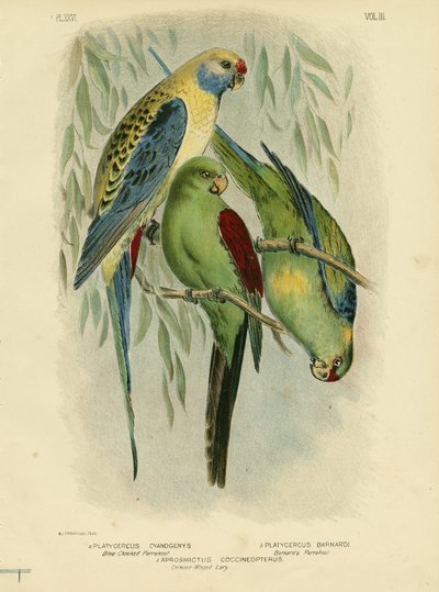 ब्लू-चीकेड पैराकेट, 1891 द्वारा ग्रेसियस ब्रोइनोवस्की